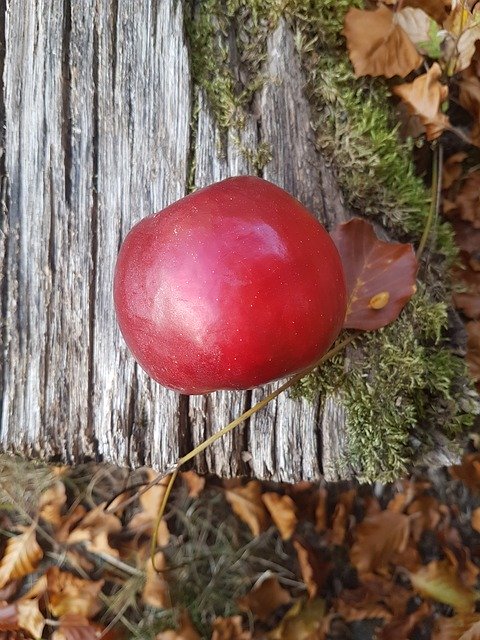 Téléchargement gratuit de Feuilles de pommier - photo ou image gratuite à modifier avec l'éditeur d'images en ligne GIMP