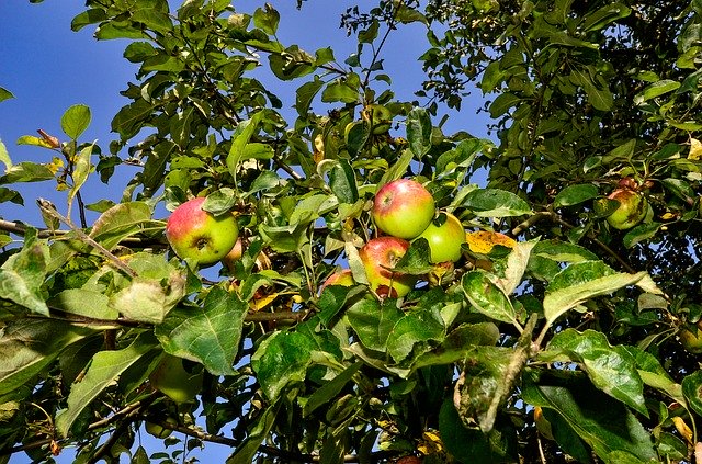 ดาวน์โหลดฟรี Apple Tree Nature - ภาพถ่ายหรือรูปภาพฟรีที่จะแก้ไขด้วยโปรแกรมแก้ไขรูปภาพออนไลน์ GIMP