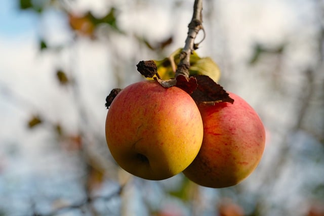 Free download apple tree nature autumn fruit free picture to be edited with GIMP free online image editor