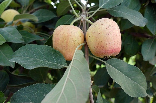 Бесплатно скачать Apple Tree Red — бесплатную фотографию или картинку для редактирования с помощью онлайн-редактора изображений GIMP