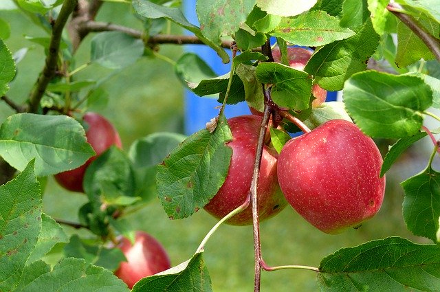 Gratis download Apple Tree Red Nature Garden - gratis foto of afbeelding om te bewerken met GIMP online afbeeldingseditor