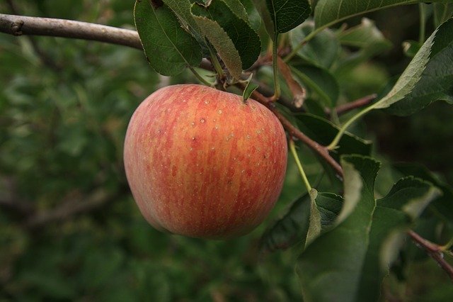 Free download Apple Tree Ripe -  free photo or picture to be edited with GIMP online image editor