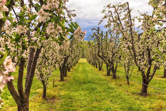 സൗജന്യ ഡൗൺലോഡ് Apple Trees Fruit - GIMP ഓൺലൈൻ ഇമേജ് എഡിറ്റർ ഉപയോഗിച്ച് എഡിറ്റ് ചെയ്യേണ്ട സൗജന്യ ഫോട്ടോയോ ചിത്രമോ