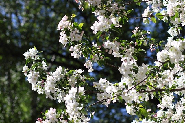 Free download Apple Tree Trees Spring -  free photo or picture to be edited with GIMP online image editor