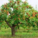 apple tree wallpaper with lots of fruit  screen for extension Chrome web store in OffiDocs Chromium