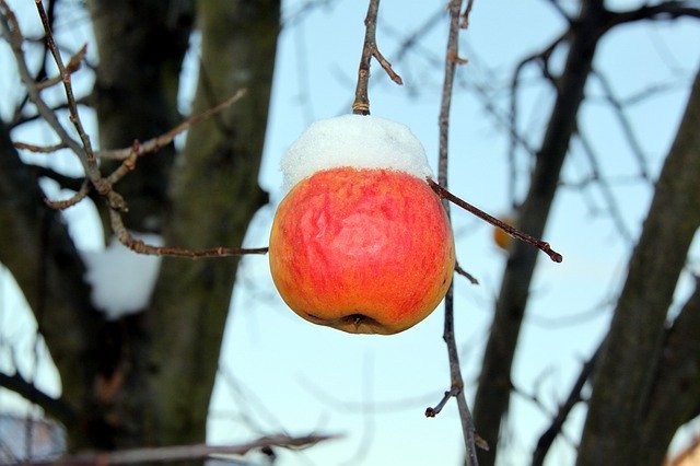 Free download Apple Winter Snow -  free photo or picture to be edited with GIMP online image editor