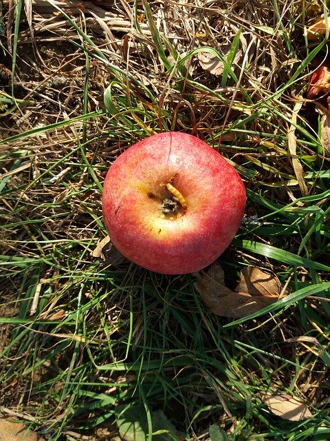 Free download Apple Worm Fruit -  free photo or picture to be edited with GIMP online image editor