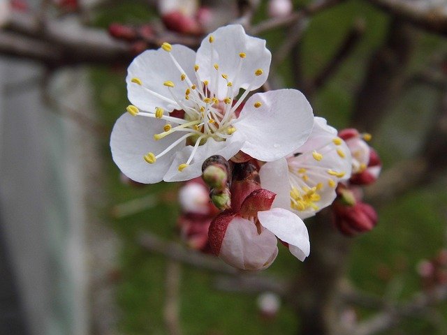 Gratis download Apricot Blossom Bloom - gratis foto of afbeelding om te bewerken met GIMP online afbeeldingseditor