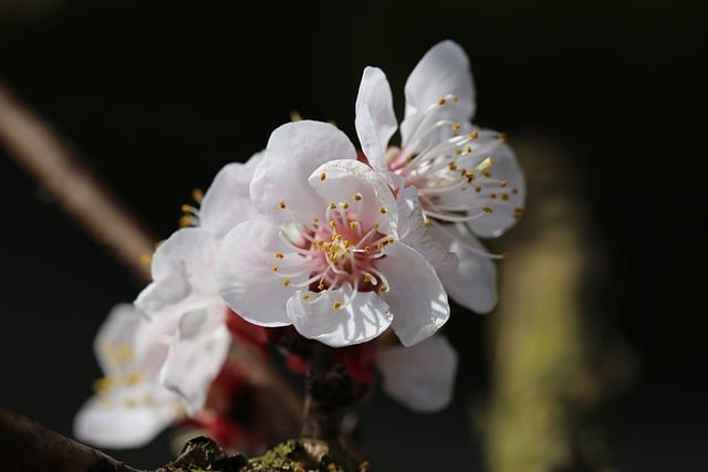 Free download apricot blossom blossom bloom free picture to be edited with GIMP free online image editor