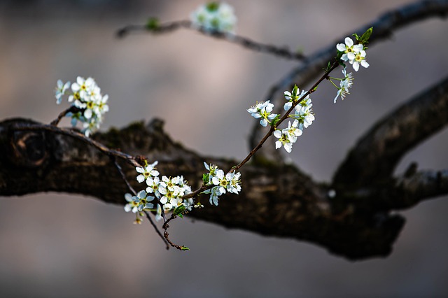 Free download apricot blossom flowers spring free picture to be edited with GIMP free online image editor