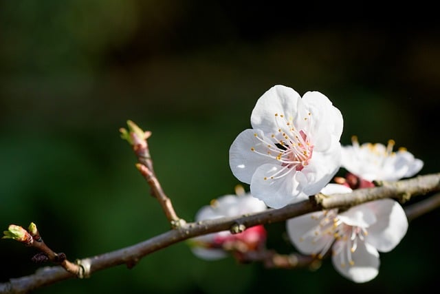 Free download apricot flower flowers petal stamen free picture to be edited with GIMP free online image editor