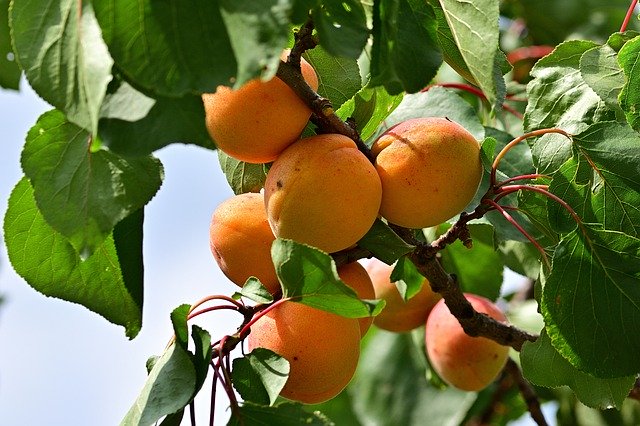 Unduh gratis Apricot Garden Delicious - foto atau gambar gratis untuk diedit dengan editor gambar online GIMP