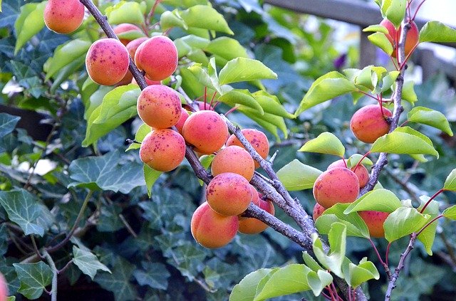 Bezpłatne pobieranie Apricots Garden Tree darmowy szablon zdjęć do edycji za pomocą internetowego edytora obrazów GIMP