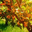 Apricot Tree  screen for extension Chrome web store in OffiDocs Chromium