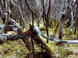 Free download April 25th 2017 and how it all began free photo or picture to be edited with GIMP online image editor