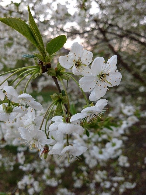 Muat turun percuma April Flowers Flowering - foto atau gambar percuma untuk diedit dengan editor imej dalam talian GIMP