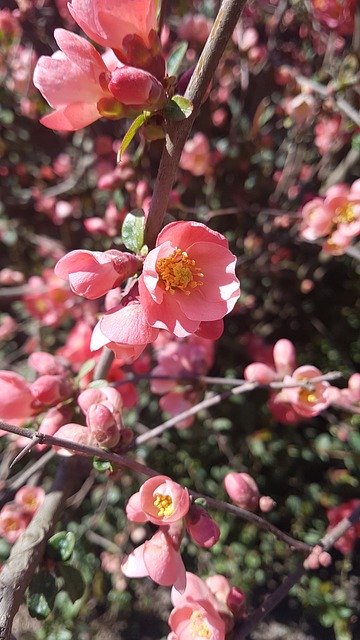 Free download April Pink Flower -  free photo or picture to be edited with GIMP online image editor