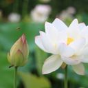 A Pristine Nelumbo nucifera in Bloom  screen for extension Chrome web store in OffiDocs Chromium