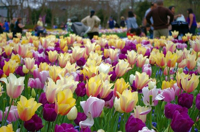 Descarga gratuita A Profusion Of Tulips: foto o imagen gratuita para editar con el editor de imágenes en línea GIMP