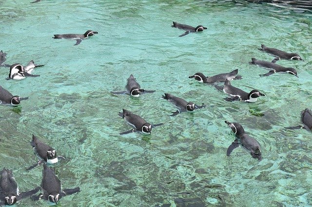 ดาวน์โหลดฟรี Aquarium Bird Water - รูปถ่ายหรือรูปภาพฟรีที่จะแก้ไขด้วยโปรแกรมแก้ไขรูปภาพออนไลน์ GIMP