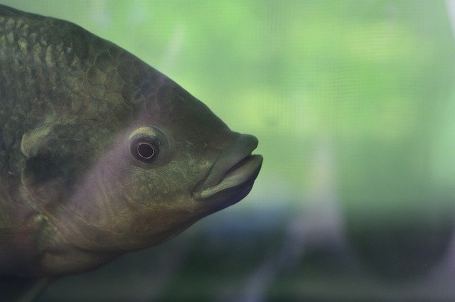 Free download Aquarium Eye Fish -  free photo or picture to be edited with GIMP online image editor