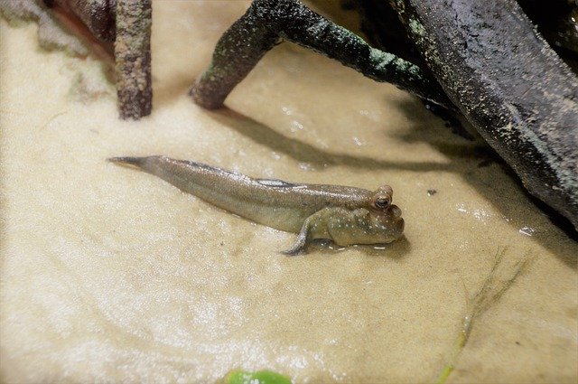 수족관 물고기 바다 무료 다운로드 - 김프 온라인 이미지 편집기로 편집할 무료 사진 또는 그림