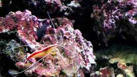 Free download Aquarium Shrimp Marine -  free video to be edited with OpenShot online video editor