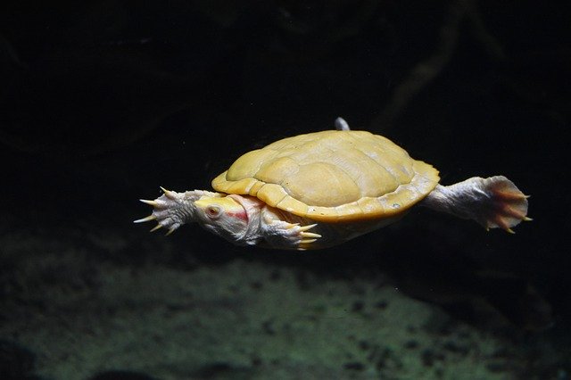 Free download Aquarium Turtle Reptile -  free photo or picture to be edited with GIMP online image editor
