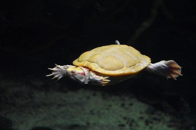 Kostenloser Download Aquarium Turtle Reptile - kostenloses Foto oder Bild zur Bearbeitung mit GIMP Online-Bildbearbeitung