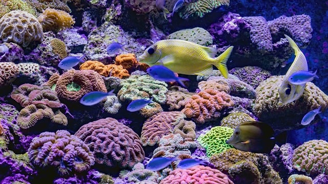 Free download aquarium underwater fish swimming free picture to be edited with GIMP free online image editor