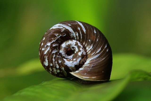 Descarga gratuita Concha de caracol del tanque de agua del acuario: foto o imagen gratuitas para editar con el editor de imágenes en línea GIMP