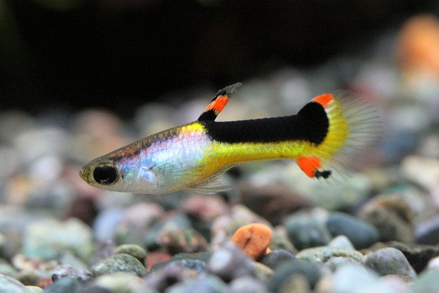 Téléchargement gratuit de poissons tropicaux de réservoir d'eau d'aquarium - photo ou image gratuite à modifier avec l'éditeur d'images en ligne GIMP