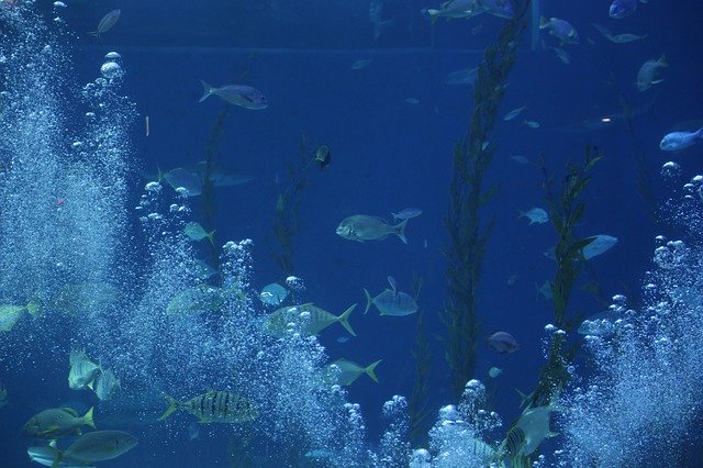 Free download Aquarium Waterworld Sea -  free photo or picture to be edited with GIMP online image editor