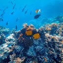 Aquatic Oasis  screen for extension Chrome web store in OffiDocs Chromium
