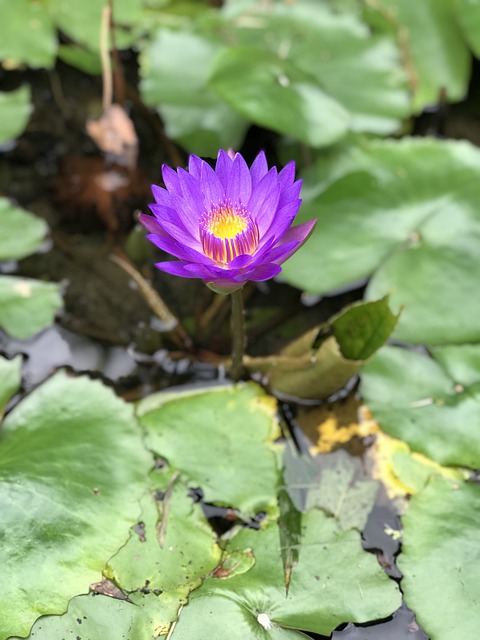 Free download aquatic plant flower water lily free picture to be edited with GIMP free online image editor