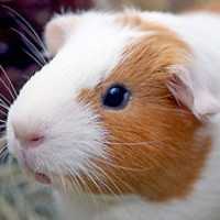 Free download AR 1501 LIST ITEM 5 Hamsters 20161205 free photo or picture to be edited with GIMP online image editor