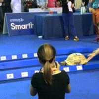 Free download A Rabbit Or A Tortoise Make Your Bet free photo or picture to be edited with GIMP online image editor