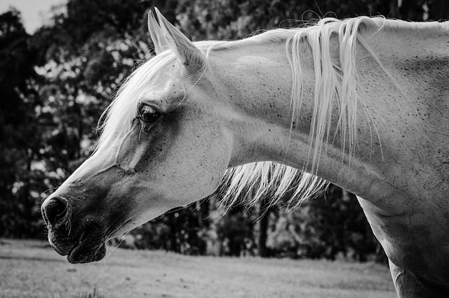 Baixe gratuitamente a imagem gratuita do cavalo árabe, cavalo equino, para ser editada com o editor de imagens on-line gratuito do GIMP