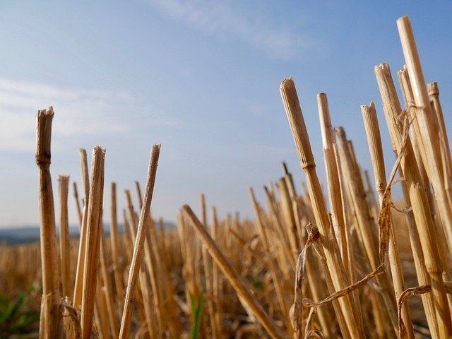 Téléchargement gratuit de l'agriculture des champs arables - photo ou image gratuite à éditer avec l'éditeur d'images en ligne GIMP