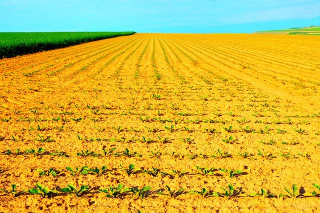 Скачать бесплатно Arable Plant Agriculture - бесплатное фото или изображение для редактирования с помощью онлайн-редактора изображений GIMP