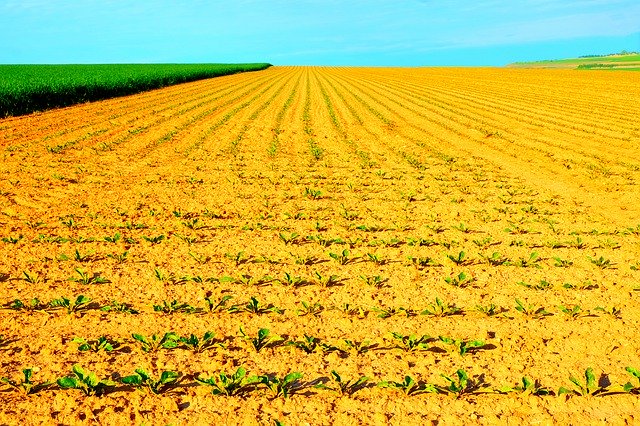 Free download Arable Plant Agriculture -  free photo or picture to be edited with GIMP online image editor