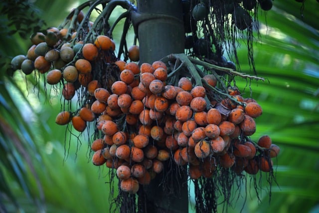 Ücretsiz indir aracanut kırmızı supari organik orman GIMP ücretsiz çevrimiçi resim düzenleyiciyle düzenlenecek ücretsiz resim
