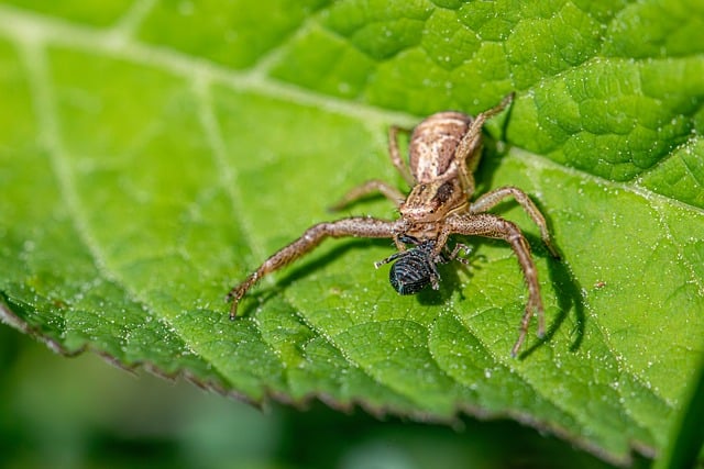 Free download arachnid arachnology arachnophobia free picture to be edited with GIMP free online image editor