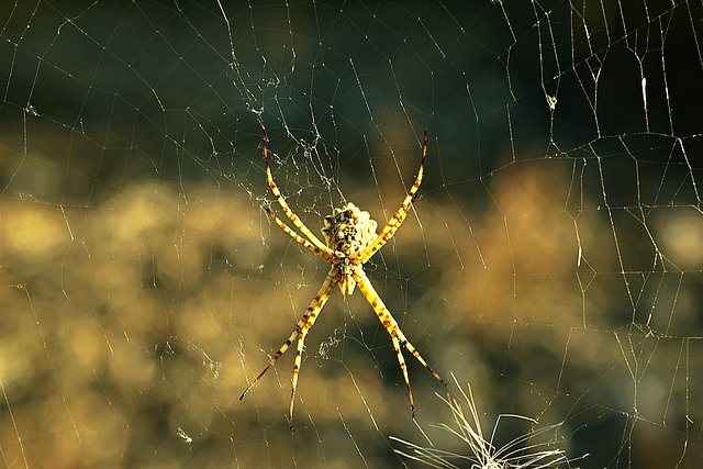 Download gratuito Arachnid Predator Nature - foto o immagine gratuita da modificare con l'editor di immagini online GIMP