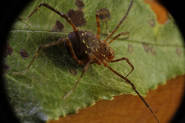 বিনামূল্যে ডাউনলোড করুন Arachnid Reaper Opilión - বিনামূল্যে ছবি বা ছবি GIMP অনলাইন ইমেজ এডিটর দিয়ে সম্পাদনা করা হবে