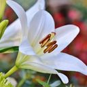 A Radiant White Lilium  screen for extension Chrome web store in OffiDocs Chromium