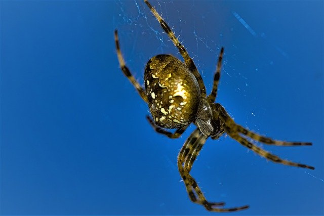 Descarga gratuita Araneus Gold Shimmer Garden Spider: foto o imagen gratuita para editar con el editor de imágenes en línea GIMP