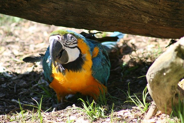 Free picture Ara Parrot Close Up -  to be edited by GIMP free image editor by OffiDocs