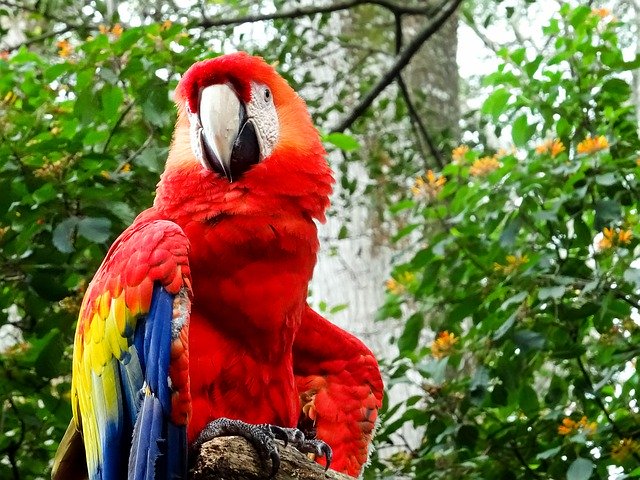 Free download Ara Red Parrot -  free photo or picture to be edited with GIMP online image editor