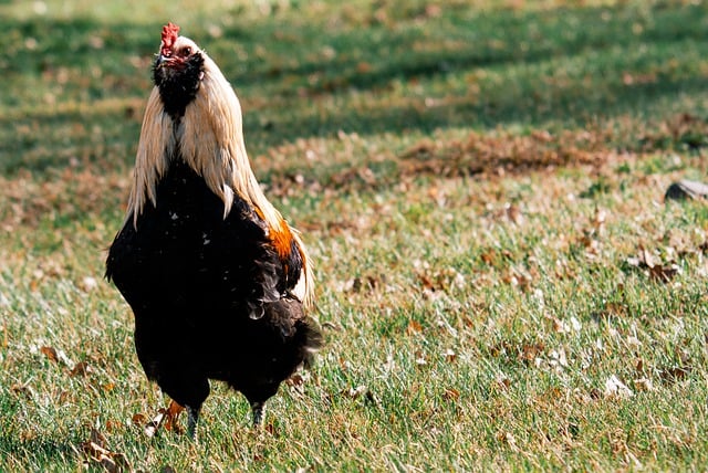 Free download araucana chicken rooster poultry free picture to be edited with GIMP free online image editor